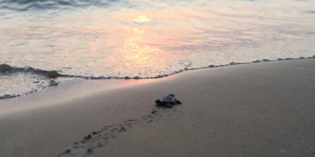 deniz kaplumbağalarını koruma ve caretta caretta yaşamı