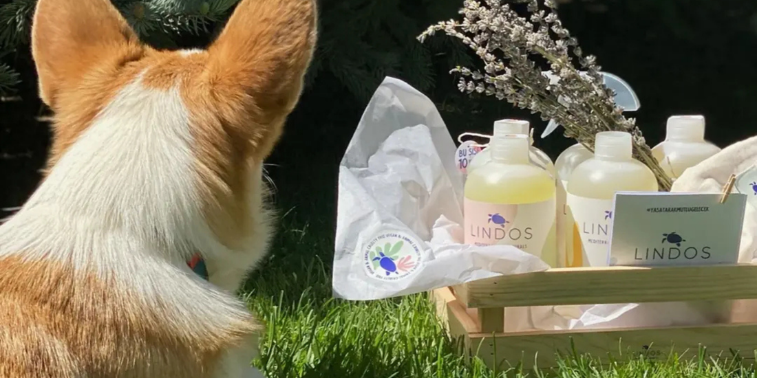 kedi ve köpekler için güvenli doğal ev temizliği