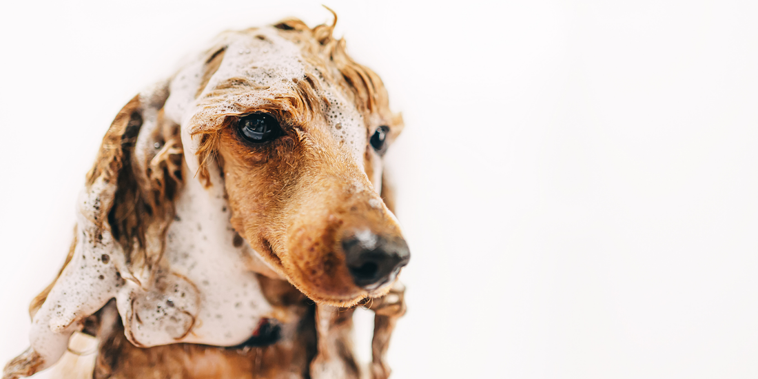 doğal içerikli köpek şampuanı ile köpek yıkama