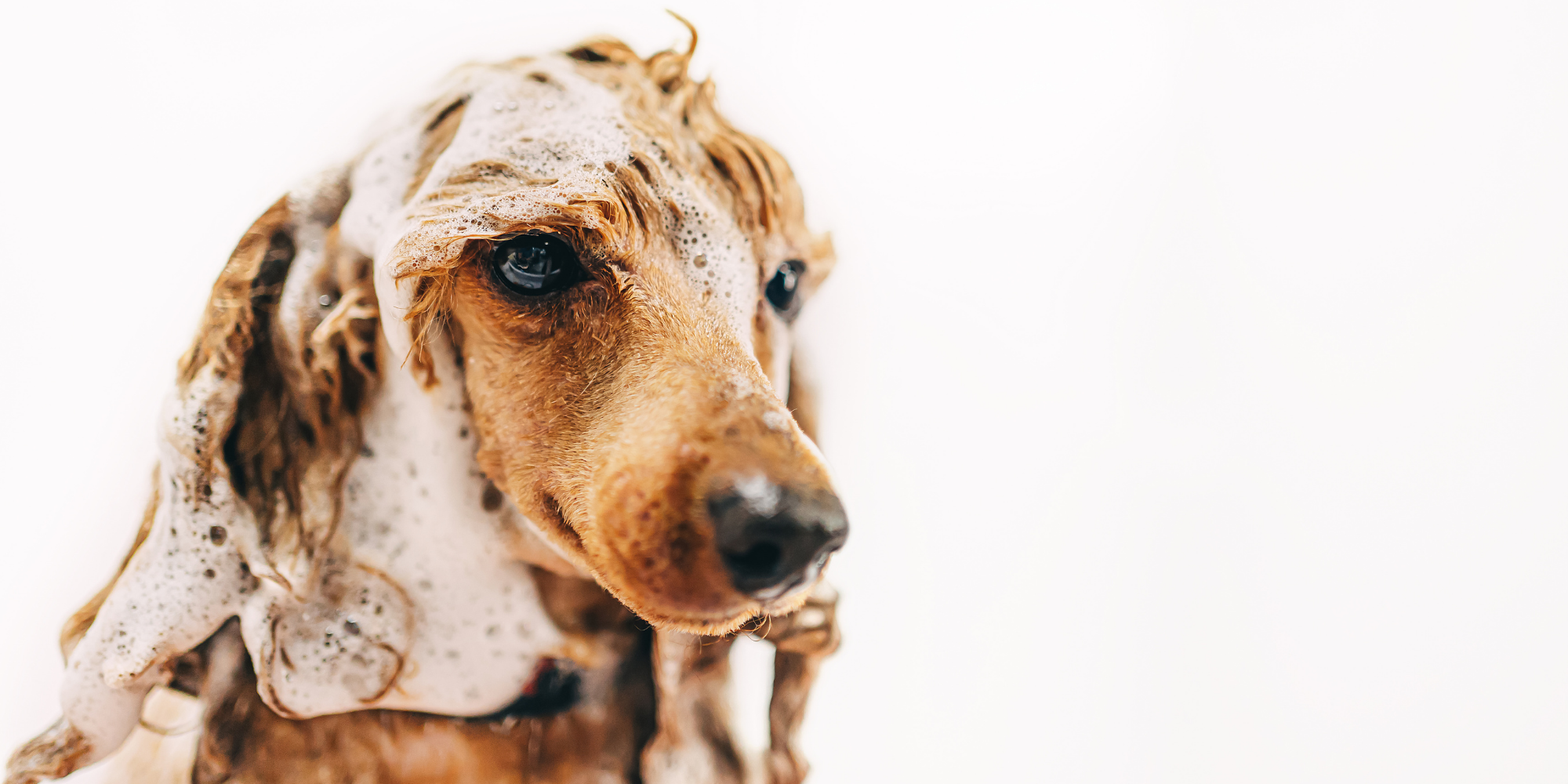 doğal içerikli köpek şampuanı ile köpek yıkama
