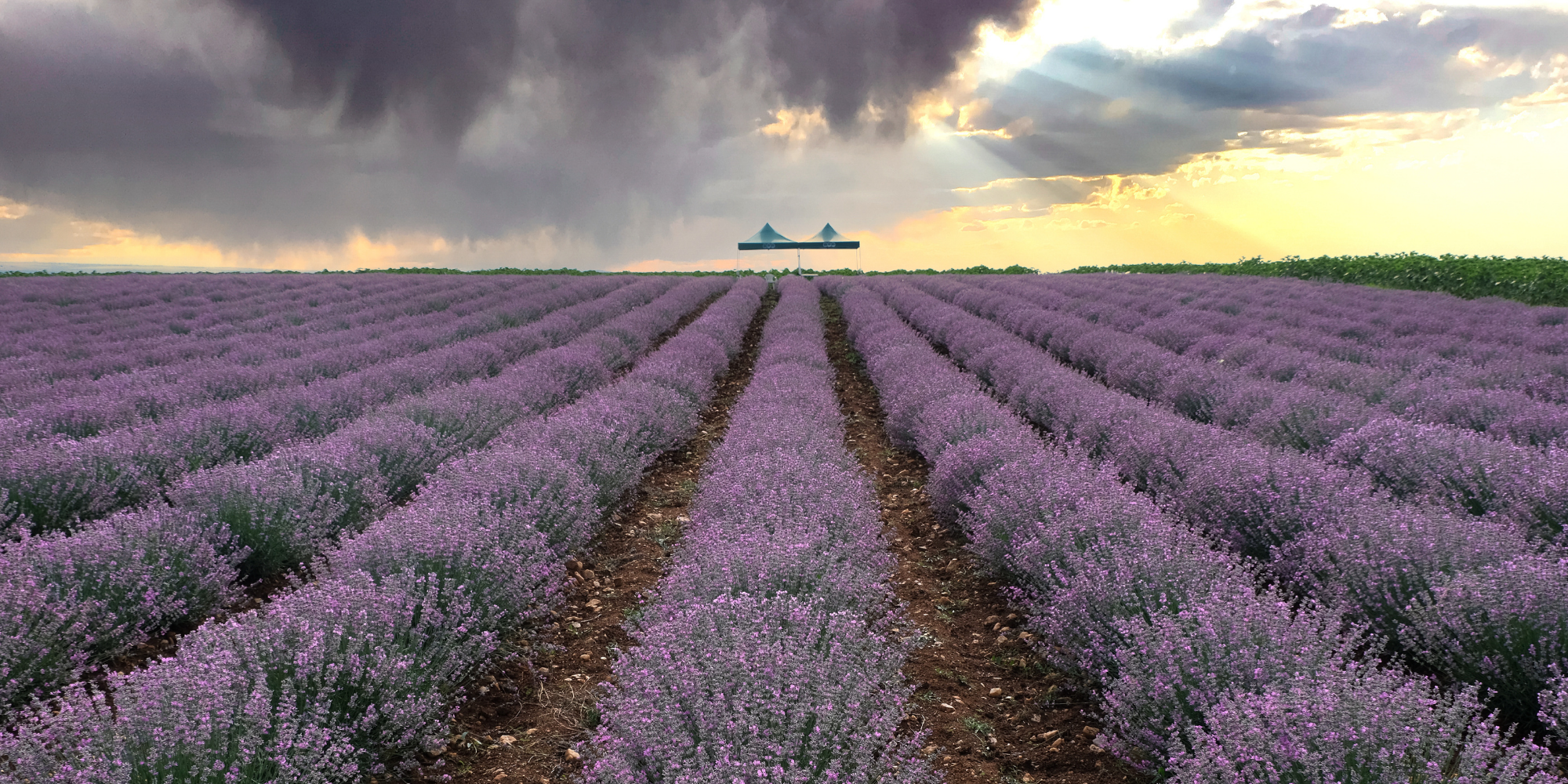 lavanta uçucu yağı aromaterapi ve doğal kullanım